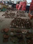 河源制毒窝点发现540余枚恐龙蛋化石及碎片！已